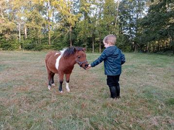 Shetland merrie🩷  & hengst veulen 🩵 beschikbaar voor biedingen