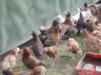 jonge araucana kippen, Dieren en Toebehoren, Pluimvee