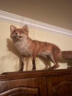 Renard en peluche, Collections, Collections Animaux, Enlèvement ou Envoi, Utilisé, Animal sauvage, Animal empaillé