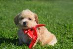 Kruising pups poedel kruising, België, 8 tot 15 weken, Meerdere, Meerdere dieren