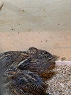 chineese dwergkwartels, Dieren en Toebehoren, Vrouwelijk