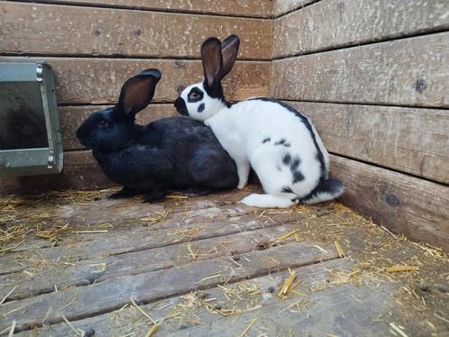 Reuzevlinder, Dieren en Toebehoren, Konijnen