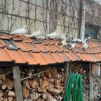 Sierduiven, Dieren en Toebehoren, Pluimvee