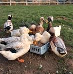 Kuifeenden, Tickets en Kaartjes