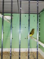 Canari raza, Meerdere dieren, Postuurkanarie