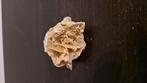 Zandroos, Verzamelen, Mineralen en Fossielen, Ophalen of Verzenden