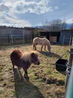 Mini shetlander en kleine pony, Dieren en Toebehoren, Merrie, B