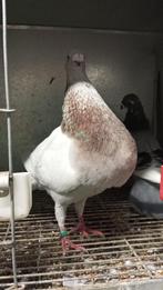 Jennense kroppers, Dieren en Toebehoren, Vogels | Duiven, Meerdere dieren, Kropper