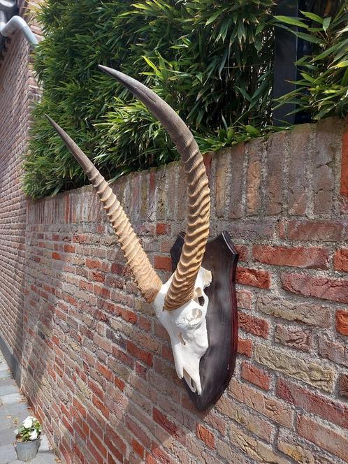 Crâne de chasse au cerf en peluche Skull Waterbuck Africa Ta, Collections, Collections Animaux, Crâne, Animal sauvage, Enlèvement