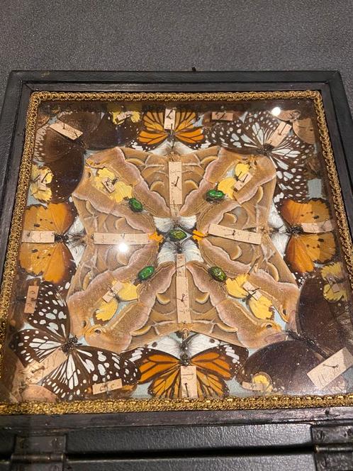 Vlindertaxidermie., Antiek en Kunst, Antiek | Religieuze voorwerpen, Ophalen