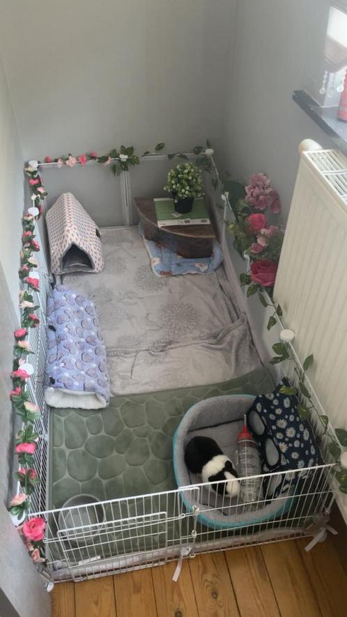 Cavia kooi met toebehoren, Dieren en Toebehoren, Knaagdieren en Konijnen | Hokken en Kooien, Nieuw, Kooi, Minder dan 60 cm, 110 cm of meer