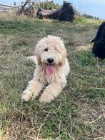 Mooie medium Labradoodle pup!, Dieren en Toebehoren, Honden | Retrievers, Spaniëls en Waterhonden, België, 15 weken tot 1 jaar