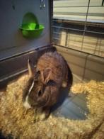 Dwergkonijn met kooi, Dieren en Toebehoren