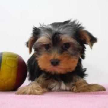 Yorkshire Terrier - Belgische pups te koop