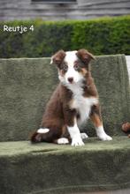 Prachtige bruin tricolor Border Collie pup, Dieren en Toebehoren, Honden | Herdershonden en Veedrijvers, België, Reu, CDV (hondenziekte)