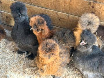 Zijdehoender cochin kriel, Dieren en Toebehoren, Pluimvee