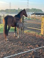 Ponny te koop, Dieren en Toebehoren, Pony's, Merrie, Gechipt, 11 jaar of ouder