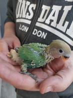 Dwergpapegaai baby handtam, Dieren en Toebehoren, Vogels | Parkieten en Papegaaien, Tam