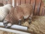 Ram, Dieren en Toebehoren