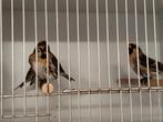 Noordse barmsijzen wildkleur en isabel, Dieren en Toebehoren, Vogels | Overige Vogels, Meerdere dieren, Wildzangvogel