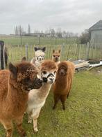 alpaca's hengsten en merrie's, Plusieurs animaux, Alpaca