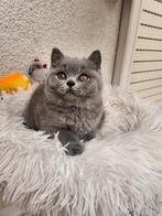 Britse korthaar met stamboom, Meerdere dieren, Gechipt, 0 tot 2 jaar