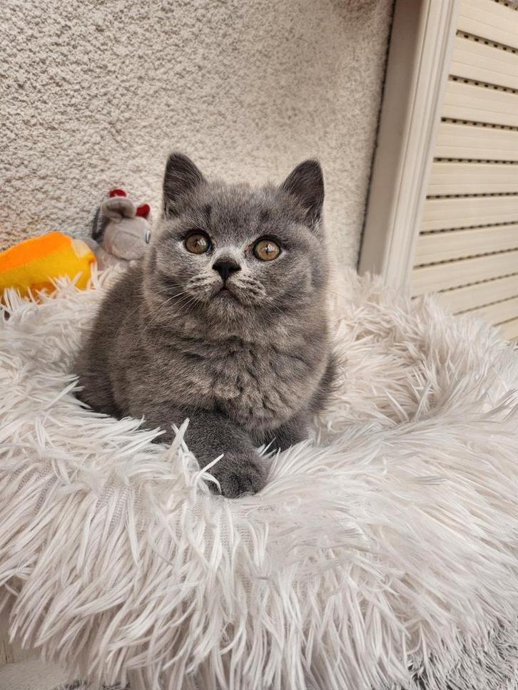 Britse korthaar met stamboom, Dieren en Toebehoren, Katten en Kittens | Raskatten | Korthaar, Meerdere dieren, 0 tot 2 jaar, Met stamboom