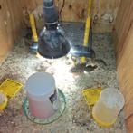 Harlekijn Kwartels, Dieren en Toebehoren, Overige soorten