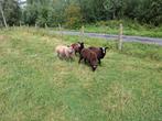 Zwartbles ooien  geboren in maart.. nog 3stuk