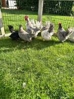 Trio serama, Dieren en Toebehoren, Pluimvee