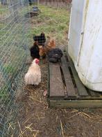 Kriel cochin ook krulveer, Dieren en Toebehoren, Meerdere dieren, Kip