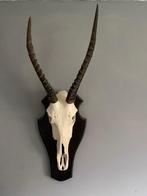 Gewei, Collections, Collections Animaux, Enlèvement, Utilisé