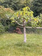 2 grote vijgenbomen, Ophalen