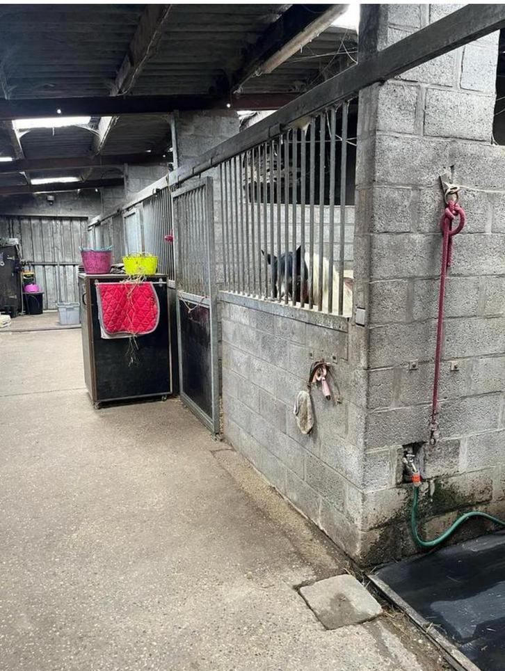 Paardenstal met weidegang te huur in Londerzeel -€60/maand!, Dieren en Toebehoren, Stalling en Weidegang, Weidegang