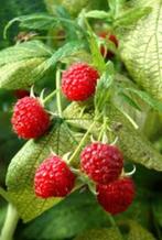 Petits fruitiers à planter, Jardin & Terrasse, Plantes | Arbres fruitiers, Enlèvement