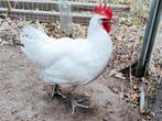 🇳🇱🐔 Trio Poule de Bresse 🐔🇳🇱, Dieren en Toebehoren, Meerdere dieren, Kip