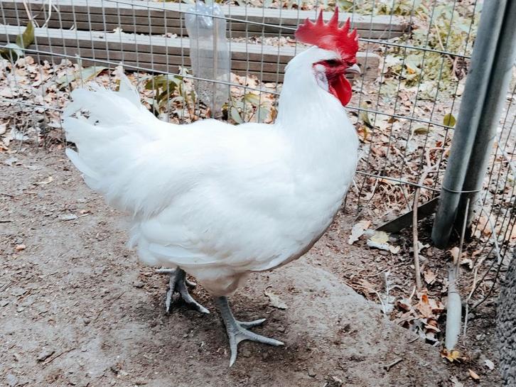 🇳🇱🐔 Trio Poule de Bresse 🐔🇳🇱, Dieren en Toebehoren, Pluimvee, Kip, Meerdere dieren