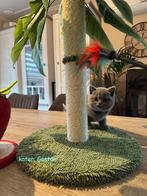 Brits korthaar met stamboom, Dieren en Toebehoren, Katten en Kittens | Raskatten | Korthaar, Meerdere dieren, Gechipt, 0 tot 2 jaar