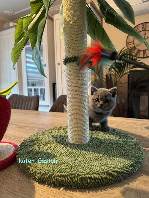 Brits korthaar met stamboom, Dieren en Toebehoren, Katten en Kittens | Raskatten | Korthaar, Meerdere dieren, 0 tot 2 jaar, Met stamboom