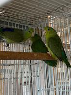 Groen split lutino, Dieren en Toebehoren, Vogels | Parkieten en Papegaaien