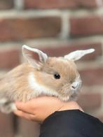 Nhd baby konijnen, kruising, Dieren en Toebehoren, Konijnen, Mannelijk, Klein, 0 tot 2 jaar, Hangoor