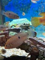 Juweelcichlide ( hemichromis bimaculatus, Animaux & Accessoires, Poissons | Poissons d'aquarium, Poisson, Poisson d'eau douce