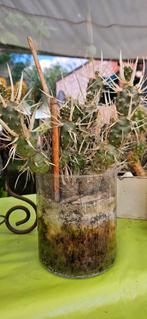 Tephrocactus articulatus, cactus à épines de papier, Ophalen of Verzenden, Volle zon