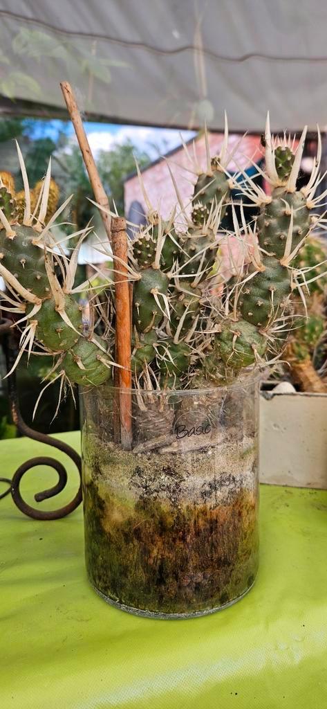 Tephrocactus articulatus, cactus à épines de papier, Tuin en Terras, Planten | Bomen, Volle zon, Ophalen of Verzenden
