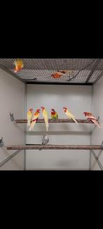 Gezocht: vogels, Perroquet