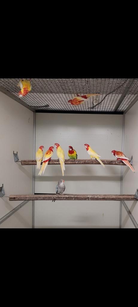 Gezocht: vogels, Dieren en Toebehoren, Vogels | Parkieten en Papegaaien, Papegaai