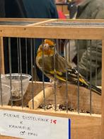 Mooie kruisers kleine distelvink x kanarie, Dieren en Toebehoren