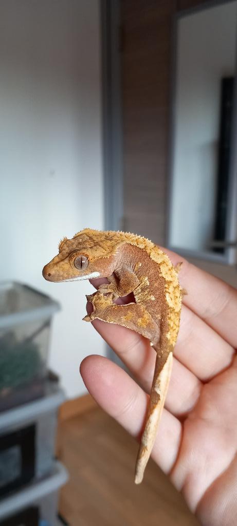 1.0 Red Harlequin wimpergekko man, Dieren en Toebehoren, Reptielen en Amfibieën, Hagedis, 0 tot 2 jaar, Met terrarium, Tam