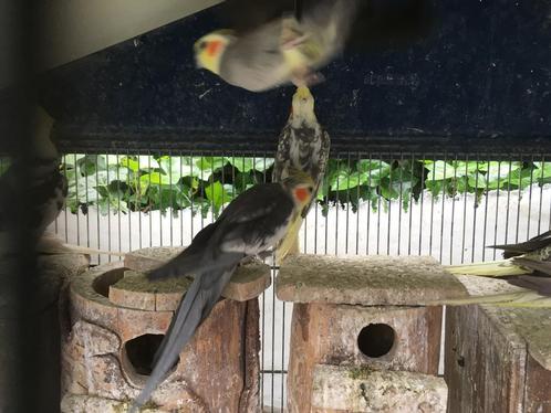 KWEEKKOPPELS WILDKLEUR VALKPARKIETEN VANAF 60 EURO, Dieren en Toebehoren, Vogels | Parkieten en Papegaaien, Parkiet, Meerdere dieren