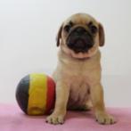 Mopshond - Belgisch pups te koop, België, CDV (hondenziekte), 8 tot 15 weken, Meerdere